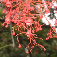 <i>Brachychiton acerifolius</i>  (A.Cunn. ex G.Don) F.Muell.